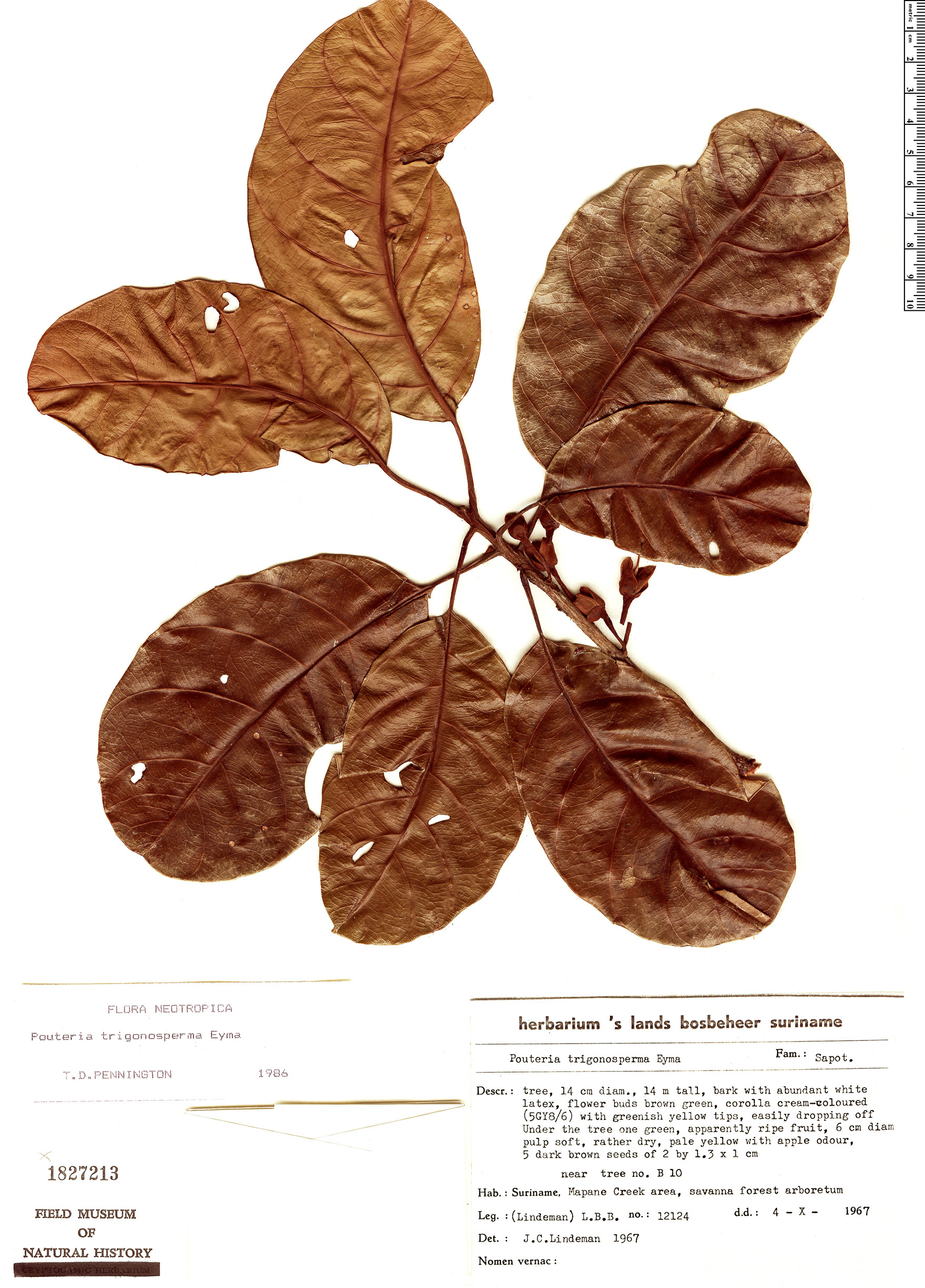 Pouteria trigonosperma