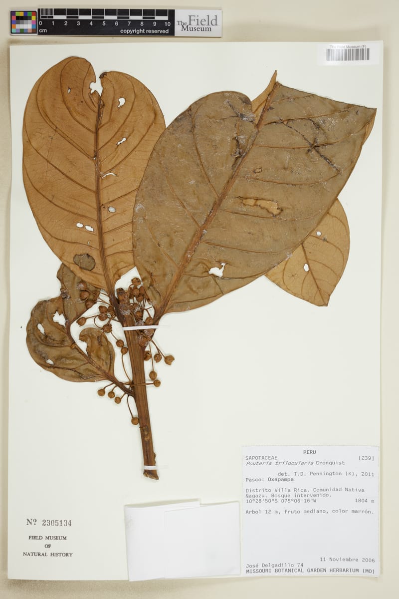 Pouteria trilocularis — photo