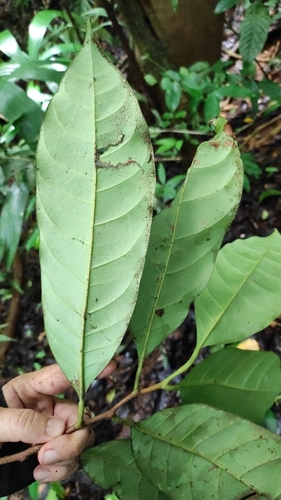 Pouteria trilocularis