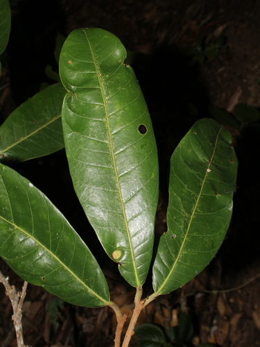 Pouteria triplarifolia
