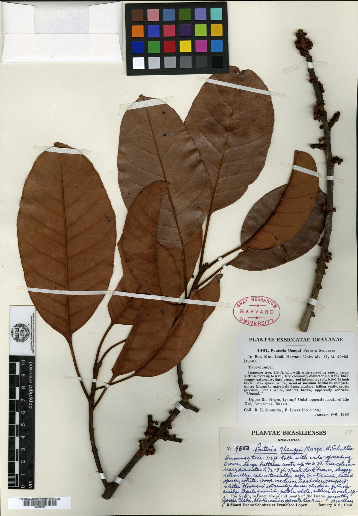 Pouteria ucuqui (Ucuqui) — photo