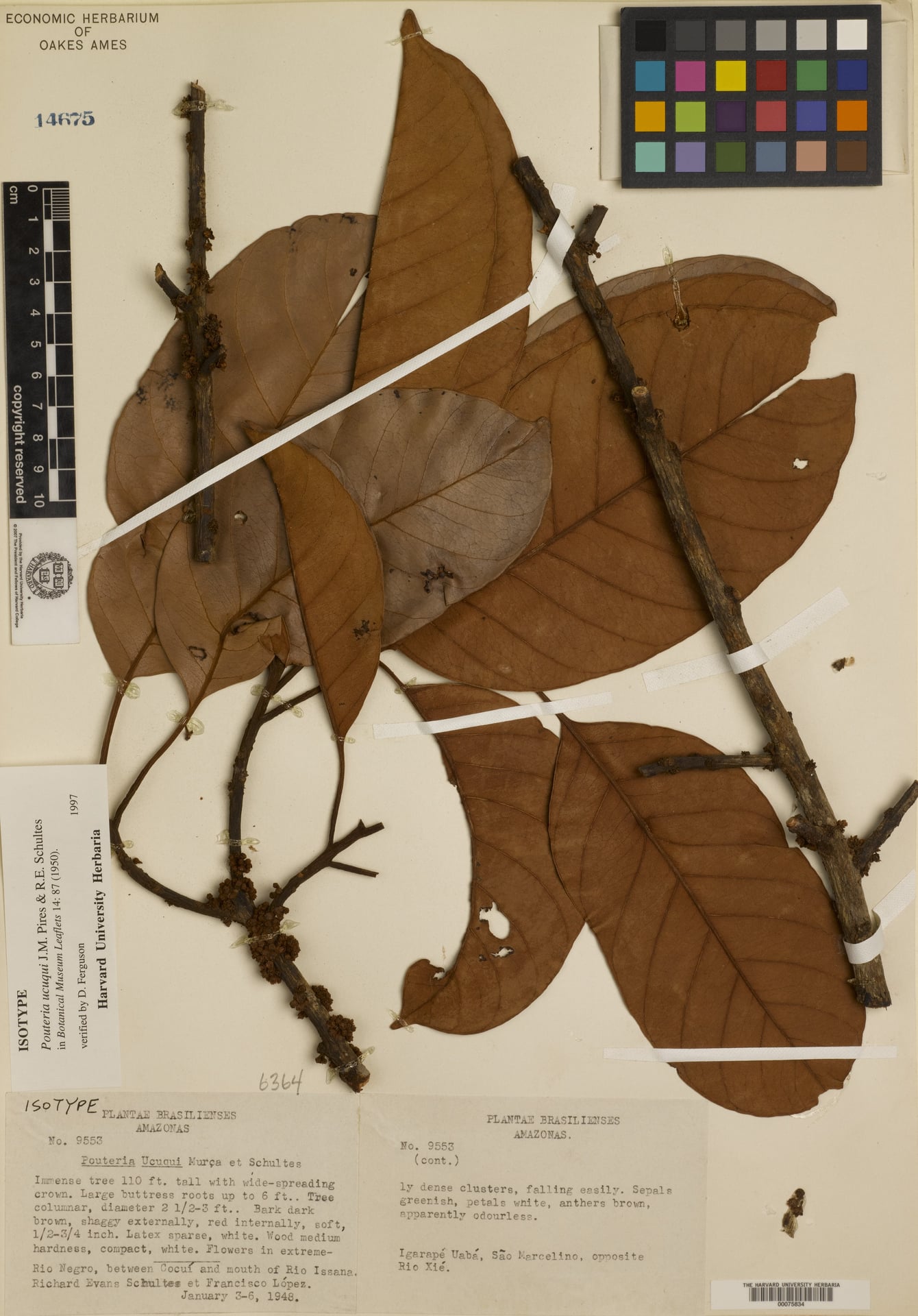 Pouteria ucuqui (Ucuqui) — photo