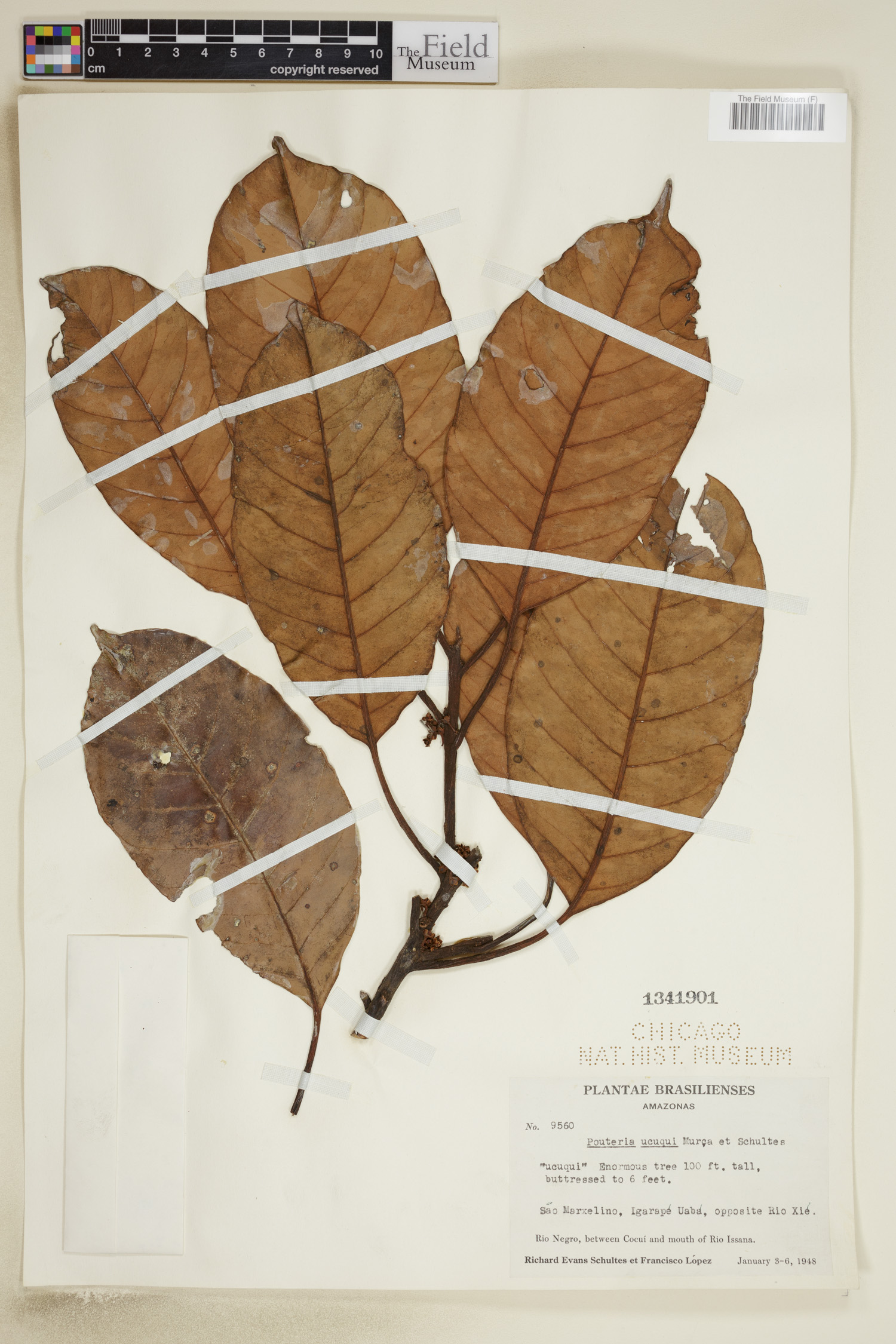 Pouteria ucuqui (Ucuqui) — photo