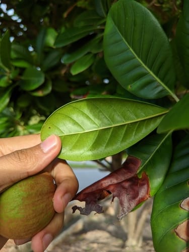 Pouteria venosa