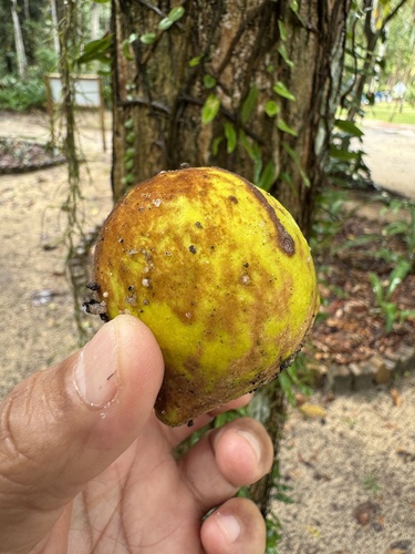 Pouteria venosa subsp. amazonica