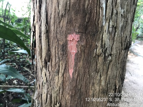 Pouteria venosa subsp. amazonica — photo