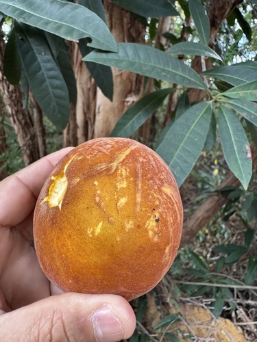 Pouteria venosa (Veined pouteria) — photo