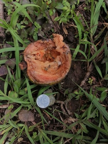 Pouteria viridis (Green sapote) — photo