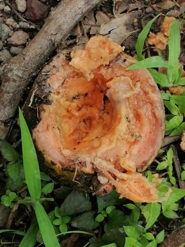 Pouteria viridis (Green sapote) — photo