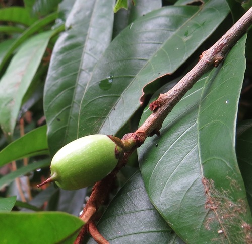 Pouteria xerocarpa (Bush Coondoo) — photo