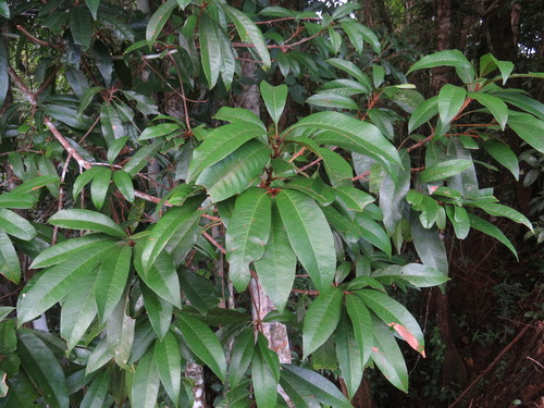 Pouteria xerocarpa (Bush Coondoo) — photo