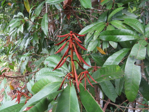 Pouteria xerocarpa