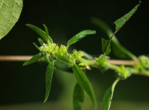 Pouzolzia guineensis — photo