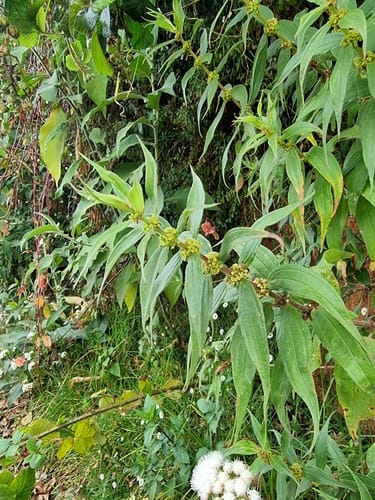 Pouzolzia hirta — photo