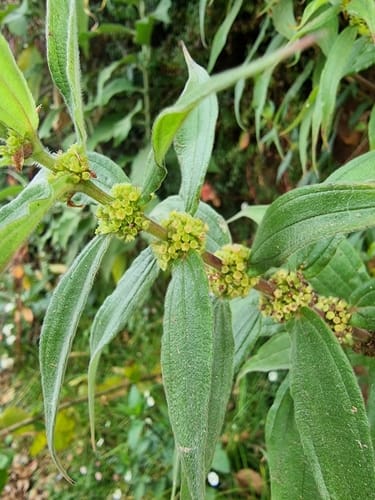 Pouzolzia hirta — photo