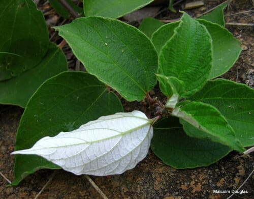 Pouzolzia mixta (Soap nettle) — photo