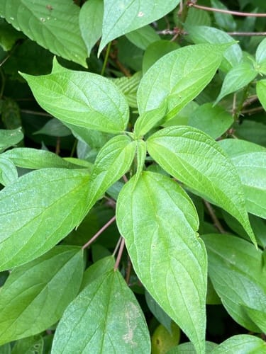 Pouzolzia occidentalis var. palmeri — photo