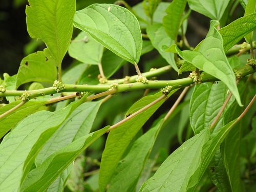 Pouzolzia occidentalis var. palmeri