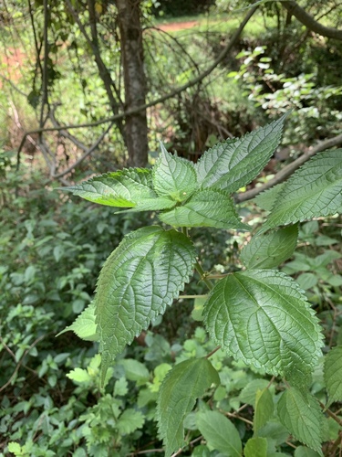 Pouzolzia parasitica (Small stinging nettle) — photo