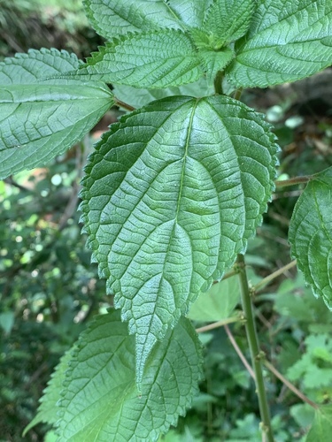 Pouzolzia parasitica