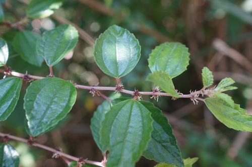 Pouzolzia sanguinea
