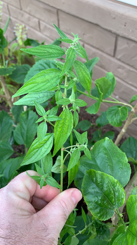 Pouzolzia zeylanica (Graceful pouzolzbush) — photo