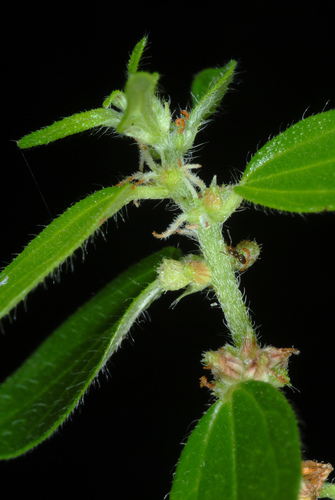 Pouzolzia zeylanica (Graceful pouzolzbush) — photo