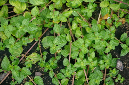 Pouzolzia zeylanica