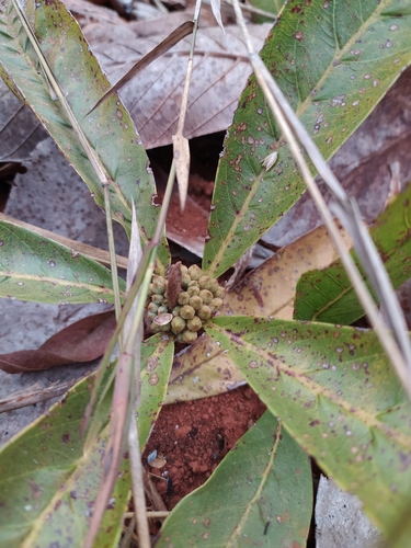 Pradosia brevipes (Armadillo fruit) — photo
