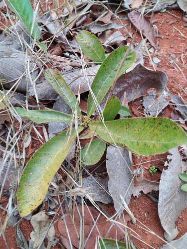 Pradosia brevipes (Armadillo fruit) — photo