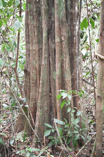 Pradosia huberi