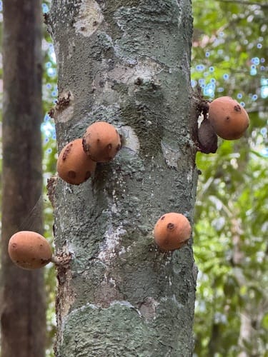 Pradosia lactescens (Buranhem) — photo