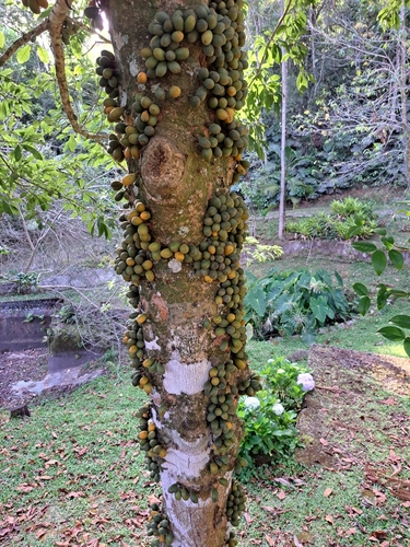 Pradosia lactescens