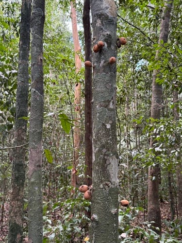Pradosia lactescens (Buranhem) — photo