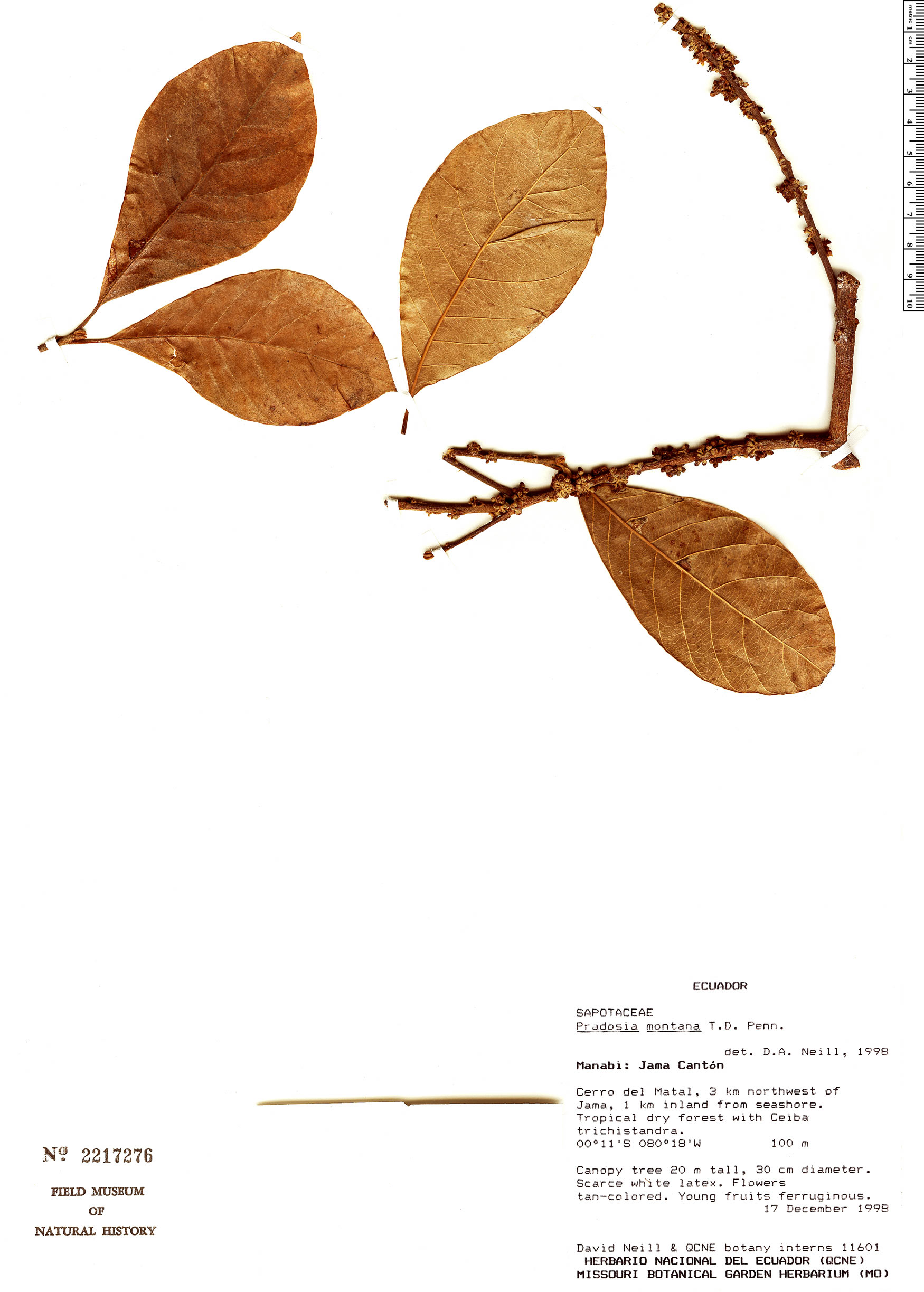 Pradosia montana (Mountain pradosia) — photo