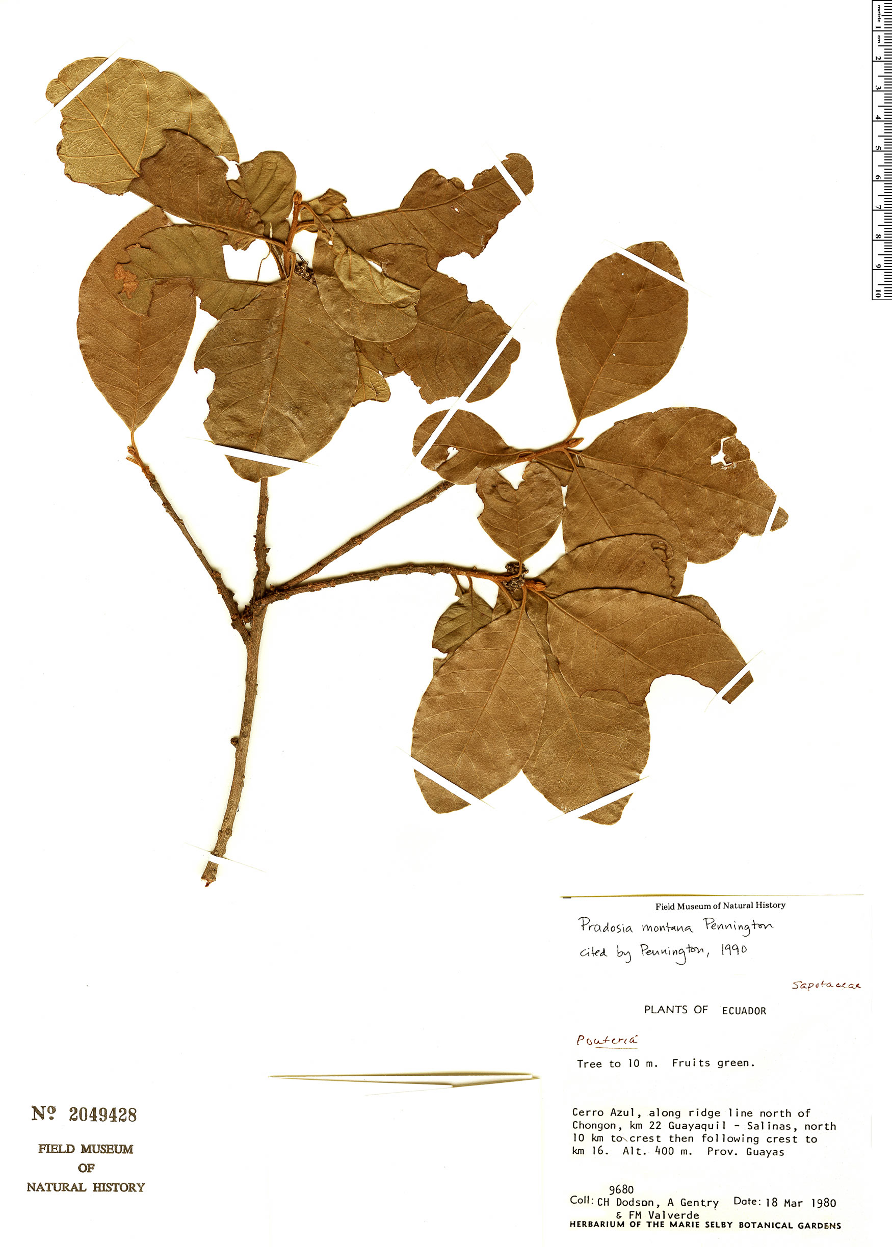 Pradosia montana (Mountain pradosia) — photo