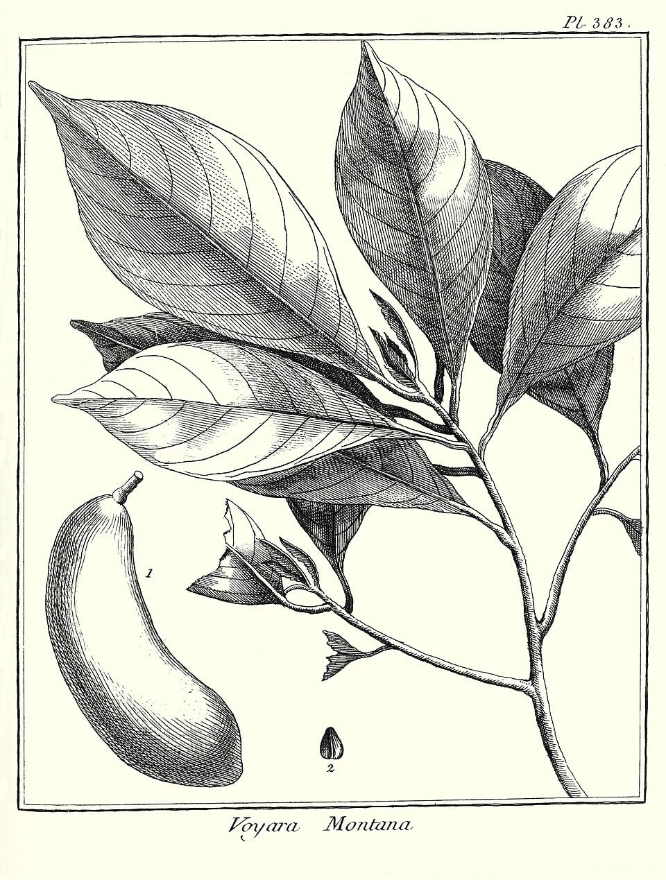 Pradosia montana
