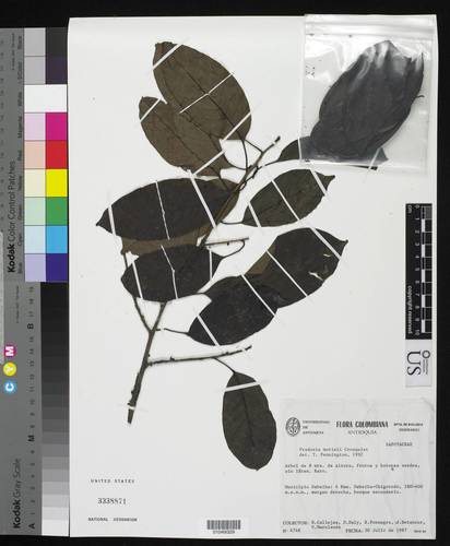 Pradosia mutisii