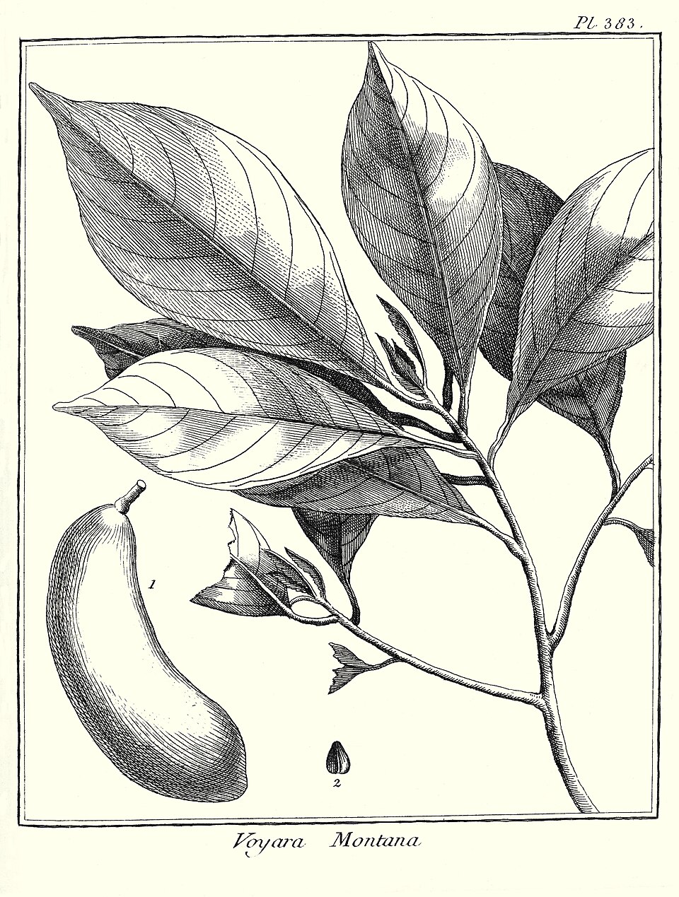 Pradosia ptychandra