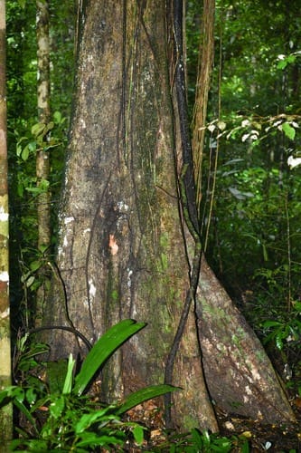 Pradosia surinamensis (Suriname pradosia) — photo
