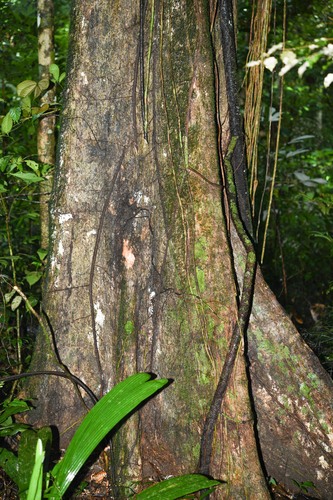 Pradosia surinamensis