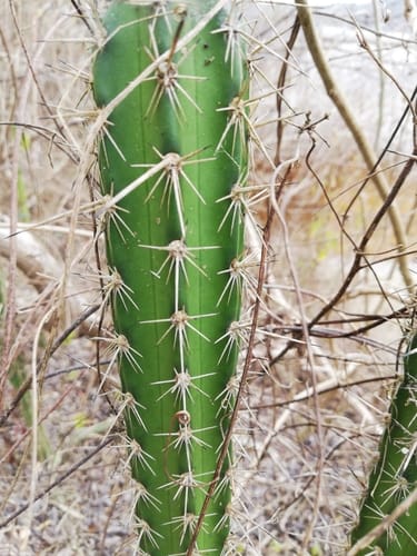 Praecereus euchlorus — photo