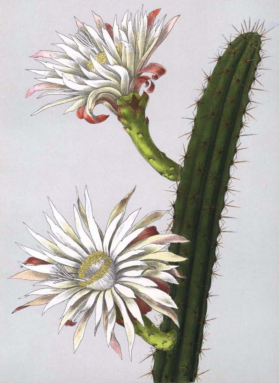 Praecereus rhodoleucanthus (Tococ) — photo
