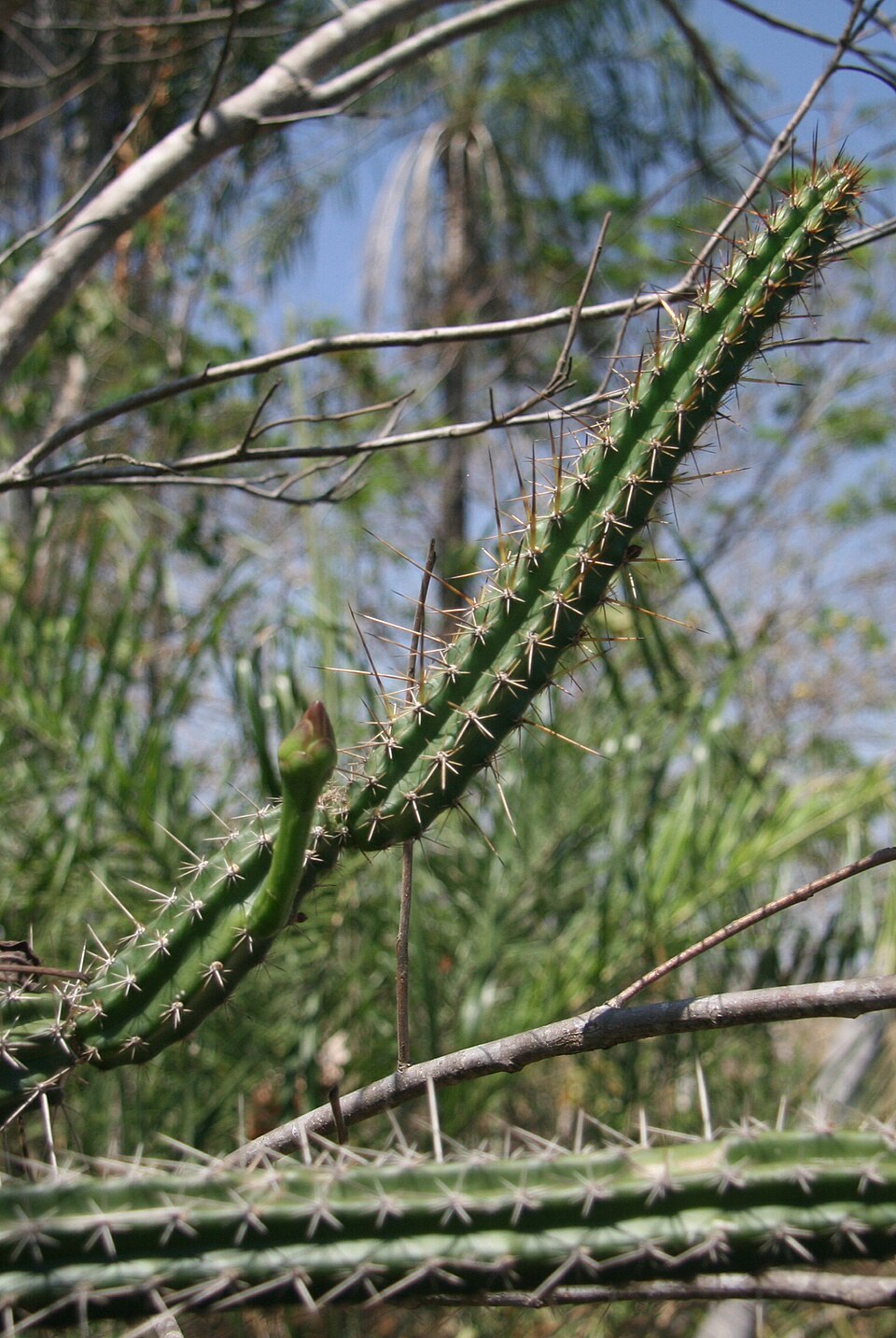 Praecereus rhodoleucanthus