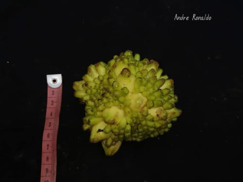 Prainea limpato (Limpatu) — photo