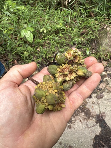 Prainea limpato