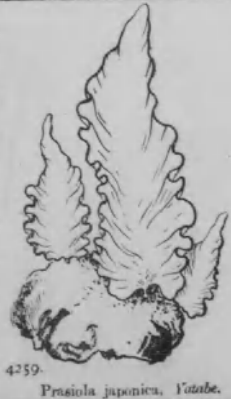 Prasiolaceae