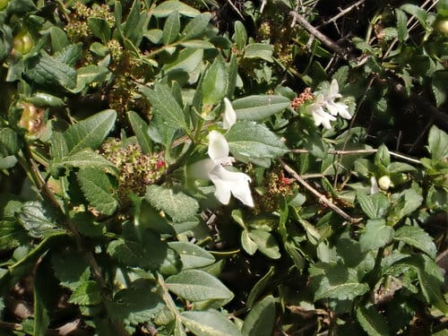 Prasium majus (Prasium) — photo