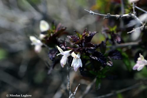 Prasium majus (Prasium) — photo