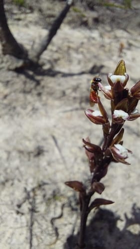 Prasophyllum brevilabre (Short-lipped leek orchid) — photo